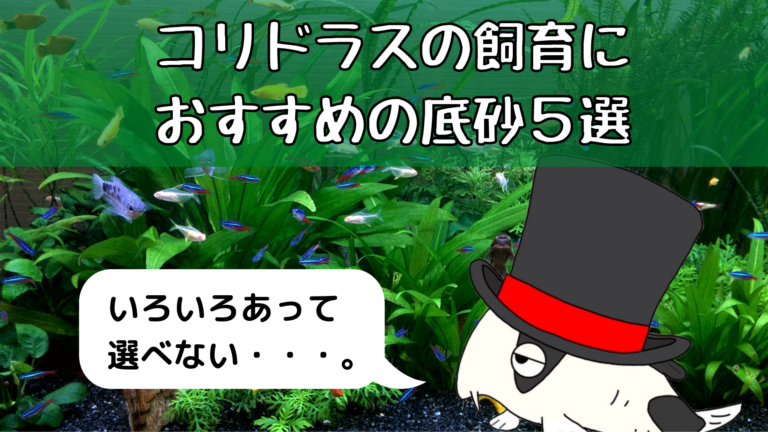 コリドラスの飼育におすすめの底砂５選 たたみのコリ性ブログ